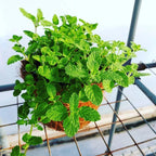 Chocolate Mint Plants Live Outdoor and Garden, Mint Plants Live in 3-Inch Pot, Cold-Hardy Mint Herb for Patios, Containers, and Ground Cover