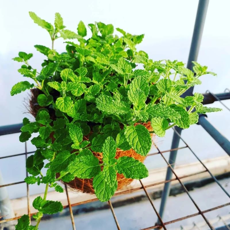 Chocolate Mint Plants Live Outdoor and Garden, Mint Plants Live in 3-Inch Pot, Cold-Hardy Mint Herb for Patios, Containers, and Ground Cover
