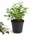 Mock Orange Shrub Live Plant, 4-6" Tall, Cold-Hardy Deciduous Bush for Home Landscapes, Sweet Citrus Scented White Spring Blooms & Low Maintenance Hedge