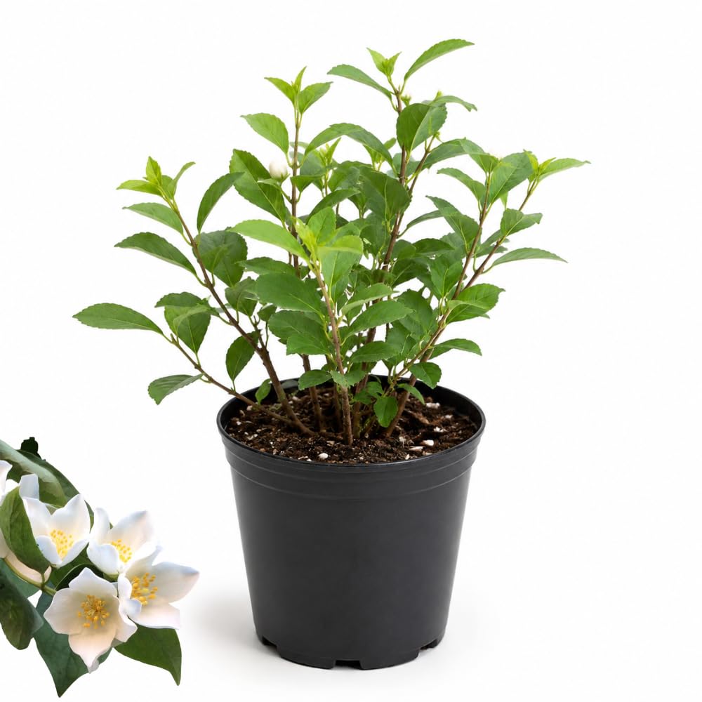 Mock Orange Shrub Live Plant, 4-6" Tall, Cold-Hardy Deciduous Bush for Home Landscapes, Sweet Citrus Scented White Spring Blooms & Low Maintenance Hedge