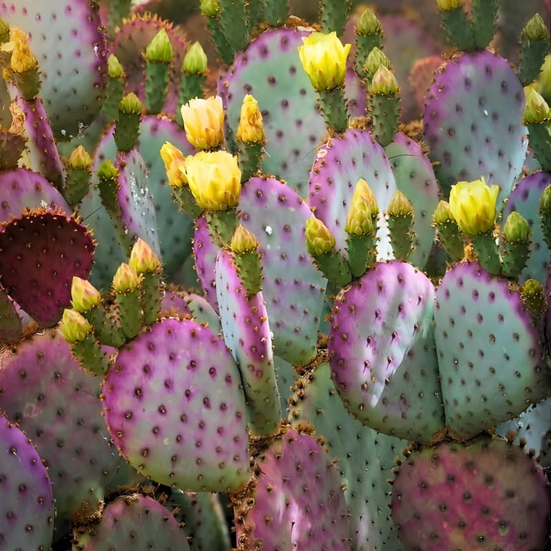 Purple Prickly Pear Cactus Plant in 3 Inch Potted| Live Purple Cactus | Low-Maintenance & Drought Resistant, Ideal for Home Décor, Patios, Landscaping, Succulent Gardens & Pots