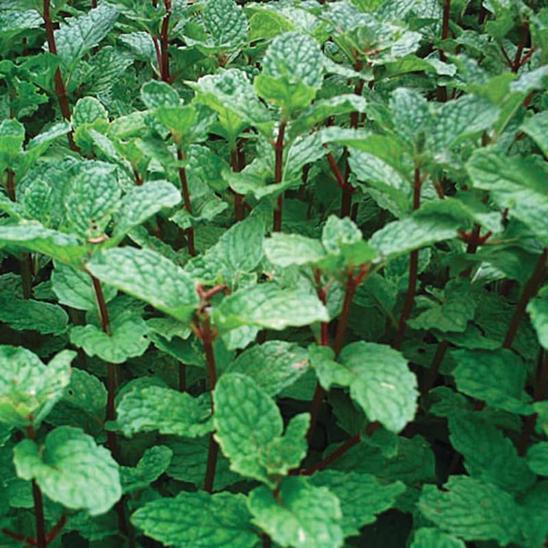 Chocolate Mint Plants Live, Mint Plants for Inside and Home Décor, 3-Inch Potted Fresh Herb for Indoor Outdoor Growing