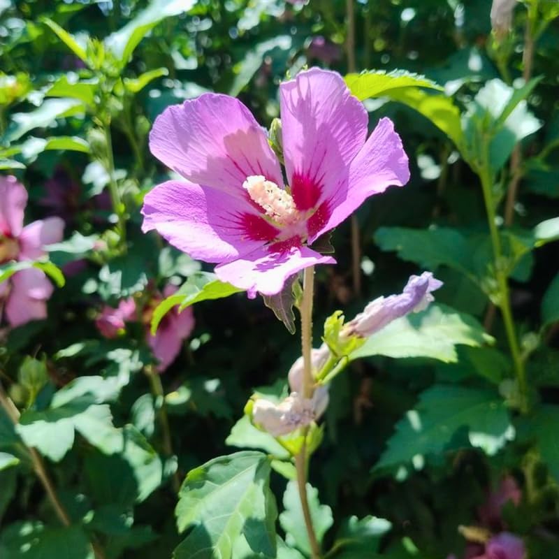 2 Purple Rose of Sharon Tree Live Plant | 12–18 Inch Tall | Hibiscus syriacus Flowering Shrubs for Yards, Hedges, Borders & Landscape Design