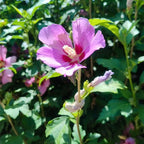 2 Purple Rose of Sharon Tree Live Plant | 12–18 Inch Tall | Hibiscus syriacus Flowering Shrubs for Yards, Hedges, Borders & Landscape Design