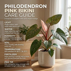Pink Princess Philodendron Live Plant, 4" Pot, Vigorous Tropical Houseplant with Bright Pink Foliage for Living Rooms & Shelves, Easy to Care