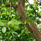 Pink Guava Tree Live Plant, 6-10 Inch Tall Guava Plant, Easy-to-Grow, Hardy, Sweet Tropical Fruit Tree for Garden & Outdoor Spaces, Ready to Grow
