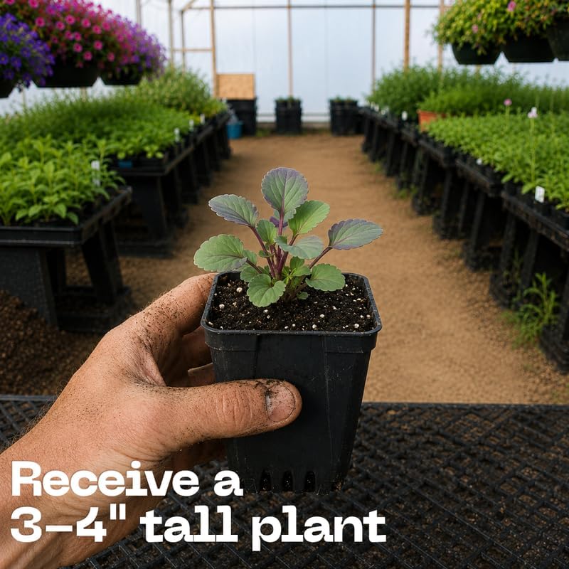 2 Perennial Viola Plant, Violet Viola in 3" Pot, Grow Robust Purple Blooms for Borders, Containers & Landscapes