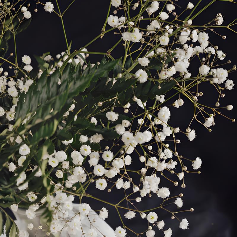 2 Baby's Breath Plants Live, Gypsophila Paniculata Starter, 3-4" Tall, High-Energy Plant for Mass Plantings and Rock Gardens