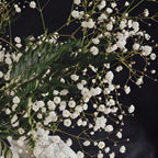 2 Baby's Breath Plants Live, Gypsophila Paniculata Starter, 3-4" Tall, High-Energy Plant for Mass Plantings and Rock Gardens