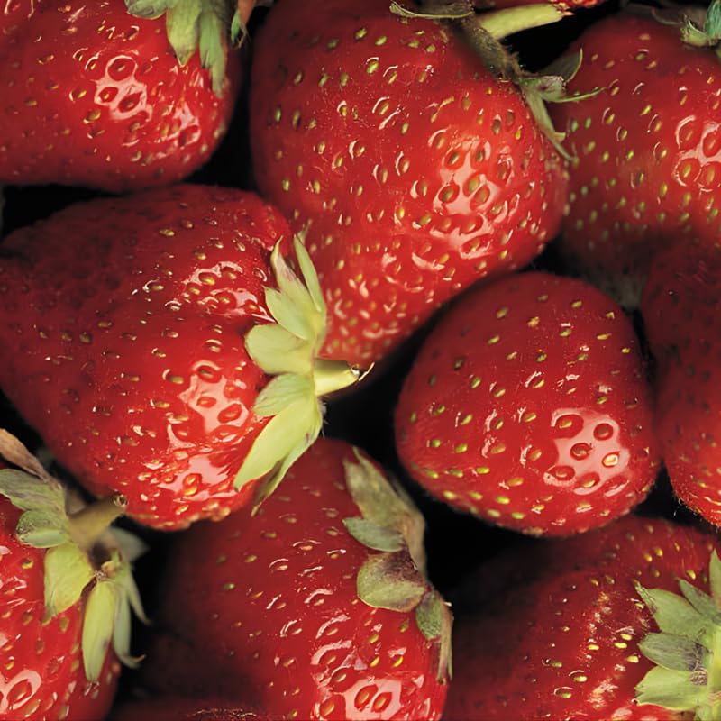 25 Sparkle Strawberry Bare Root Plants, Well-Rooted Edible Fruit Starters, Junebearing Berry Shrub for Home Garden Rows and Raised Beds