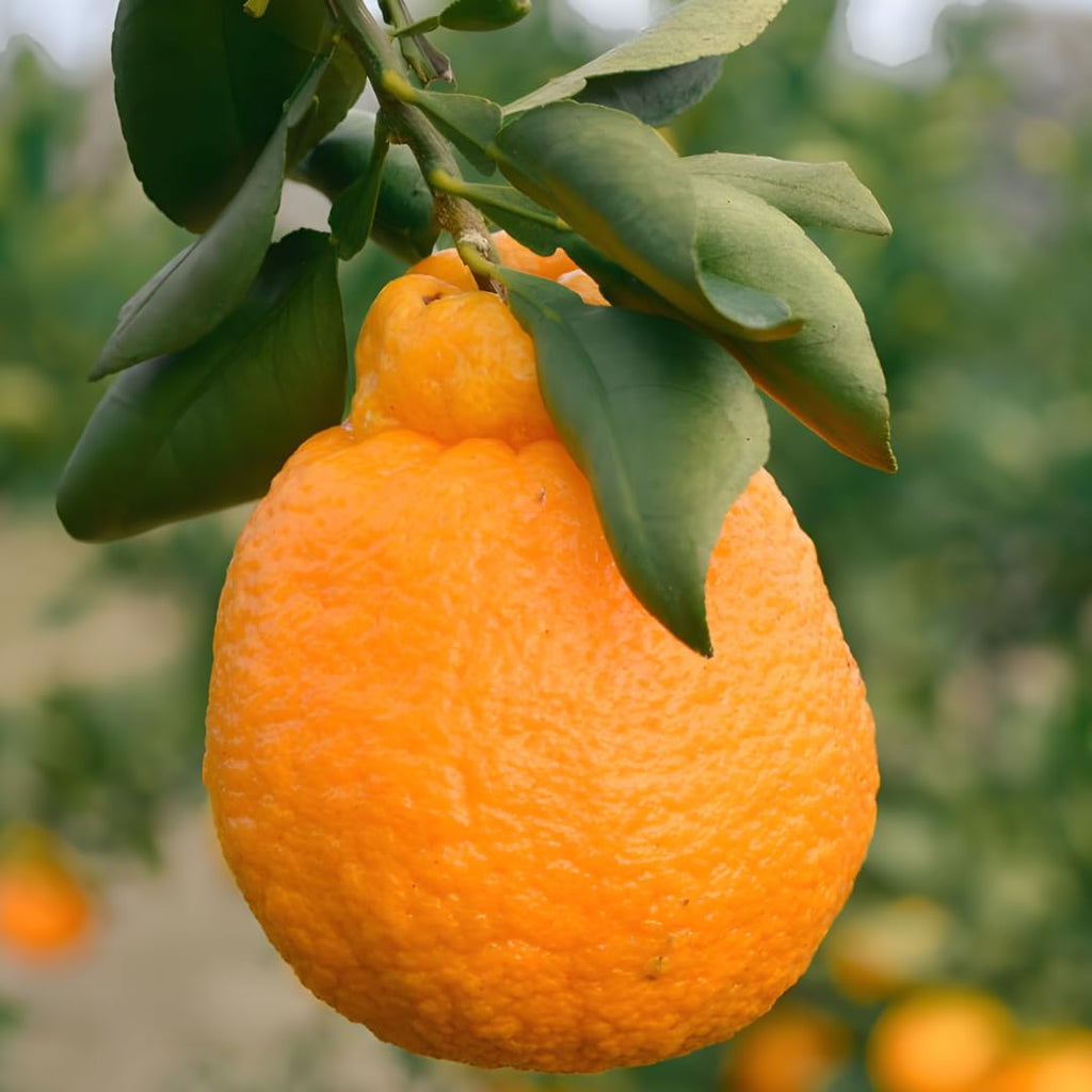 (No Ship to CA,HI,AK) Hamlin Orange Trees Live Plants| 1 Gallon Live Potted Citrus Plant | Sweet Juicy Fruit Tree for Indoor & Outdoor Spaces
