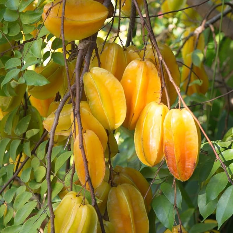 (No Ship to CA,HI,AK) Starfruit Tree Live Plant in 3 Gallon Pot | 30-36 Inches Tall | Tropical Fruit Tree Ready to Plant | Established Edible Fruit Plant for Backyard