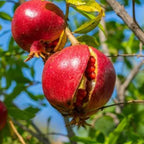 Pomegranate Plants Live for Planting | 30-36 Inches Tall | Farfianka Pomegranate Live Tree | Cold & Heat Tolerant Variety | Easy-Care Landscape Tree for Home Gardens & Backyards | No Ship to CA,HI,AK