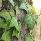Green English Ivy Live Plants in 4 Inch Pot | Hardy Variegated English Ivy Live Plant for Home & Office Greenery | Low-Maintenance Glacier Ivy Houseplant for Desks, Windowsills & Hanging Displays