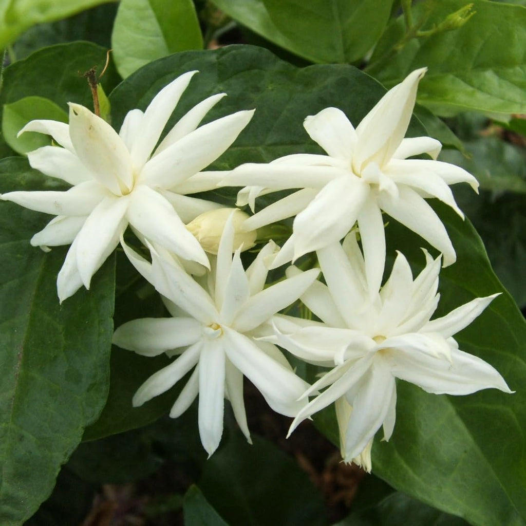 Belle of India Jasmine Plant Live | Size 4 to 5 Inch Tall | Housewarming Friendship Gifts for Women Best Friend Presents for Mom Birthday Gift for New Home