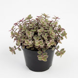 Live Succulent Pink Lady Turtle Vine Plant, 4" Potted Callisia Repens, Low Maintenance Trailing Houseplant for Indoor Spaces