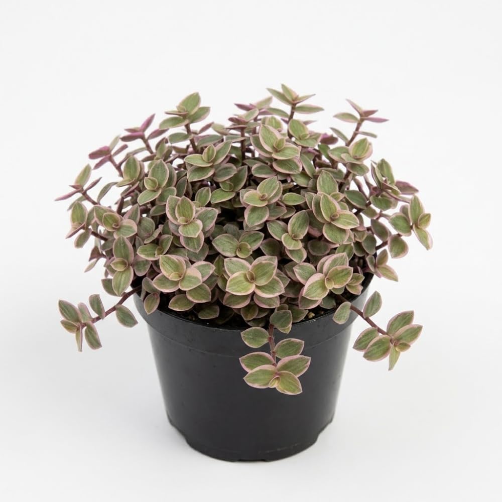 Live Succulent Pink Lady Turtle Vine Plant, 4" Potted Callisia Repens, Low Maintenance Trailing Houseplant for Indoor Spaces