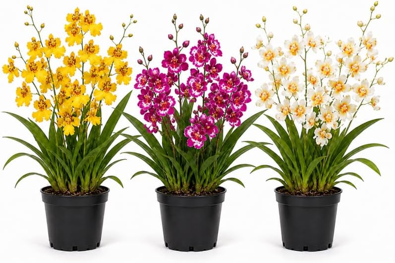 Mini Orchid Live Plant Collection, 3" Potted Oncidium Orchid & Tolumnia, Dancing Lady Orchid Live Plant Trio with Potting Media for Indoor Garden