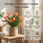 Orange Christmas Cactus Plant, 5-6 Inch Tall, Winter Blooming Succulent Starter for Home Décor, Low Maintenance Plant for Bright Indoor Spaces and Holiday Gifts