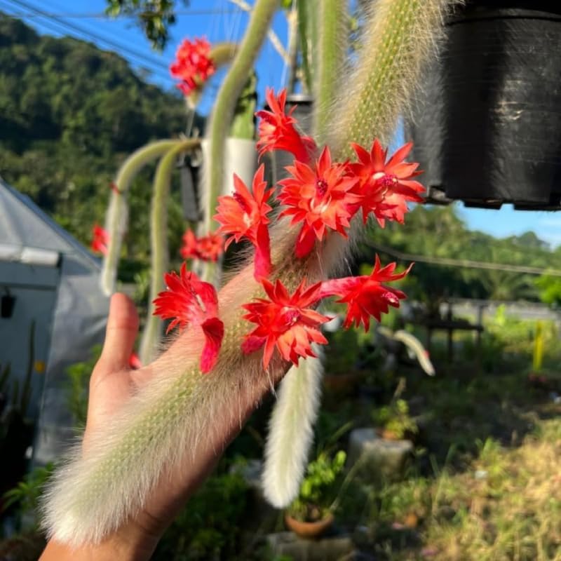 Live Monkey Tail Cactus, 4" Potted Plant, Easy Care Indoor Greenery, Decorative Long Trailing Cactus for Shelves and Bright Spaces