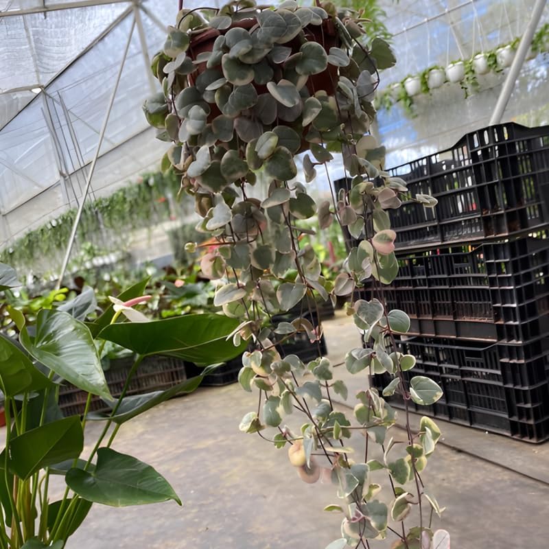 Pink Variegated String of Hearts Plant Live in 6" Pot | Rare Pink Ceropegia Woodii Variegata | Perfect for Beginners & Green Home Styling