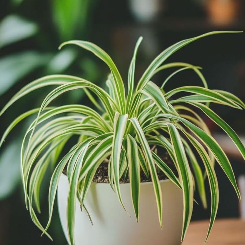 Curly Spider Plant Live in 4 Inch Pot, Live Spider Plants Indoor, Air-Purifying, Low Maintenance, Perfect for Home and Office Décor, Easy Care Starter Plants