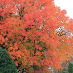 2-Pack Chinese Pistachio Live Bare Root Seedlings | 12-24" Rooted Cuttings | Drought-Tolerant Native Alternative Shade Tree