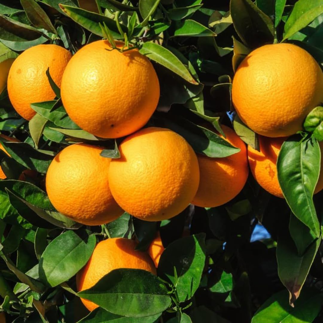 (No Ship to CA,HI,AK) Hamlin Orange Trees Live Plants| 1 Gallon Live Potted Citrus Plant | Sweet Juicy Fruit Tree for Indoor & Outdoor Spaces