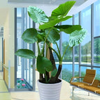 Elephant Ears Bulbs Grown Live Plant 1–2ft Tall | Colocasia Esculenta Tree for Outdoor Garden | Jungle-Style Landscaping & Shade Areas