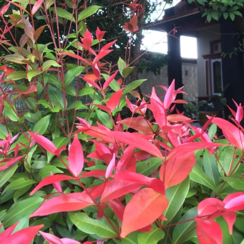 10 Dwarf Nandina Live Plants | 2.5-Inch Pot | Nandina Shrubs for Outdoor Growing | Suitable for Borders, Containers, and Walkways