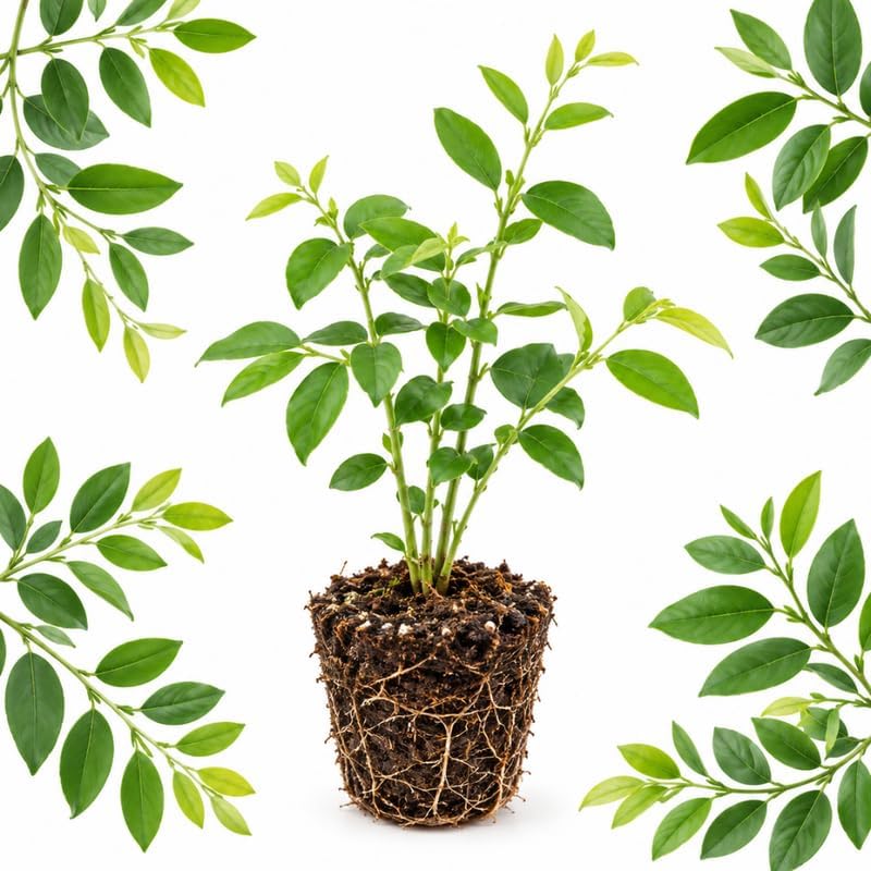 Katuk Salad Tree, Sweet Leaf Bush, 4" Tall