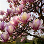 2 Ann Magnolia Tree, 12-18 Inch Tall in 2.5 Inch Pot, Vigorous Spring Bloomer for Sunny Backyard Landscapes, Fragrant Flower Tree