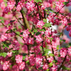 Flowering Currant Plant Live, 7 Inch Bare Root Size, Low Maintenance Deciduous Shrub for Small Yards