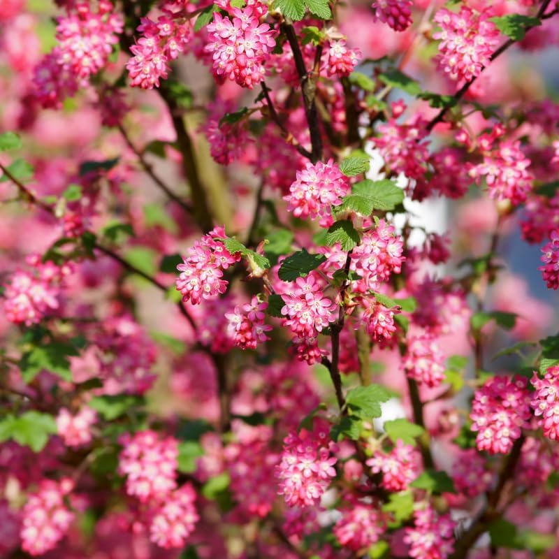 Flowering Currant Plant Live, 7 Inch Bare Root Size, Low Maintenance Deciduous Shrub for Small Yards