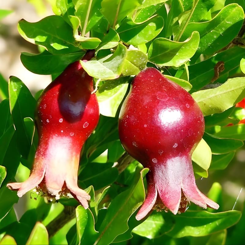 Pomegranate Plant Live in 4 Inch Pot | Salavatski Pomegranate Tree for Planting | Fruit-Bearing Live Pomegranate Plants for Garden, Backyard Orchard & Patio Containers