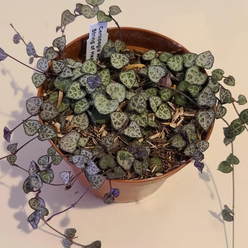 Pink Variegated String of Hearts Plant Live in 6" Pot | Rare Pink Ceropegia Woodii Variegata | Perfect for Beginners & Green Home Styling
