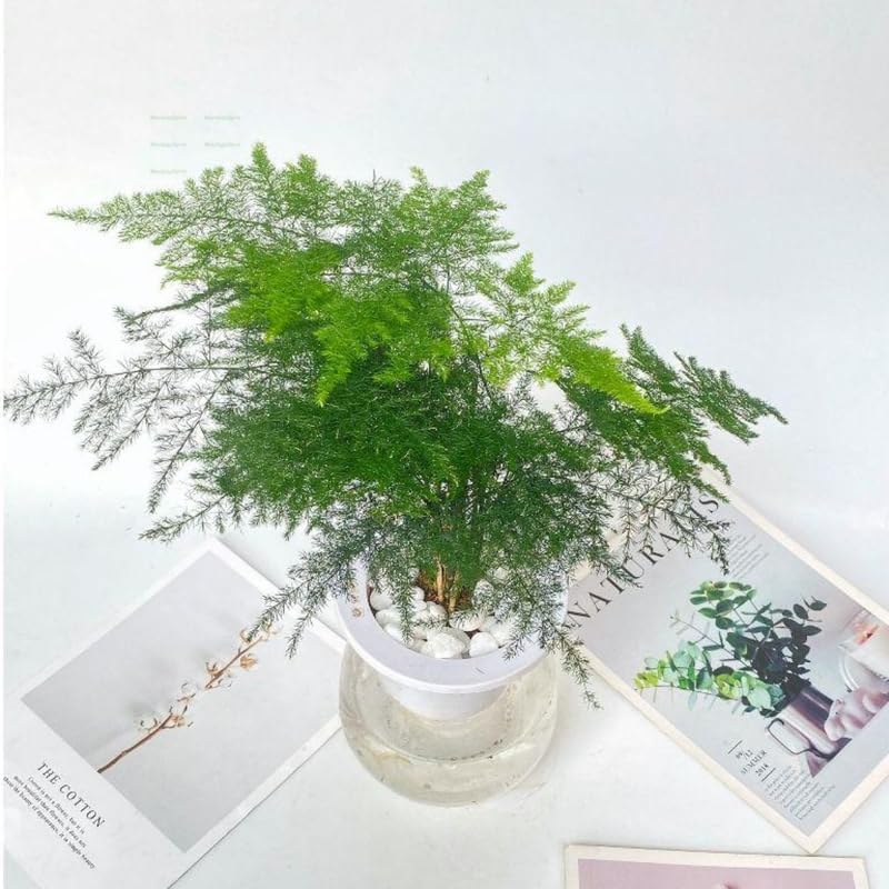 Asparagus Fern Live Plants in 4’’ Inch Pot | Soft Feathery Asparagus Setaceus | Easy-Care Indoor Houseplant for Home & Office Décor