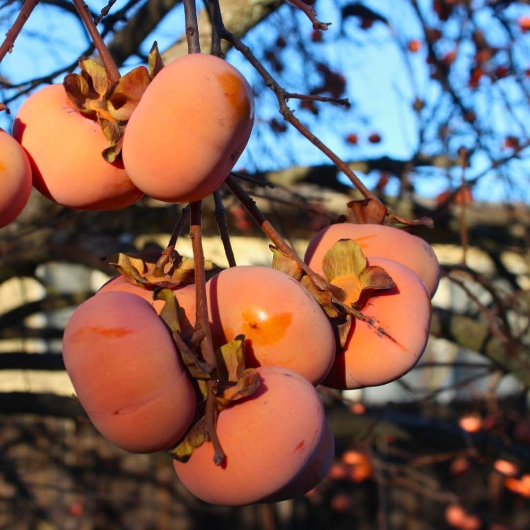 2 Persimmon Tree Live Plant in 12 – 24 Inch Tall Potted | American Persimmon Tree for Planting | Suitable for Home Garden & Backyard Growing