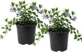 2 Vinca Minor Plants, Periwinkle Plants Live, 4" Container, Vigorous Creeping Groundcover for Backyard and Garden Rows