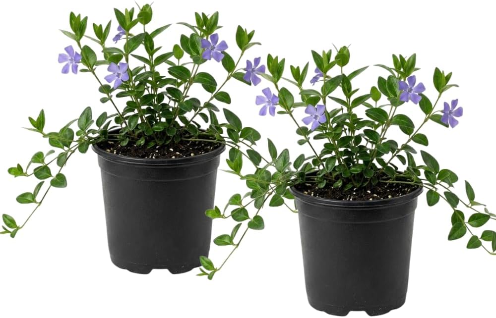 2 Vinca Minor Plants, Periwinkle Plants Live, 4" Container, Vigorous Creeping Groundcover for Backyard and Garden Rows