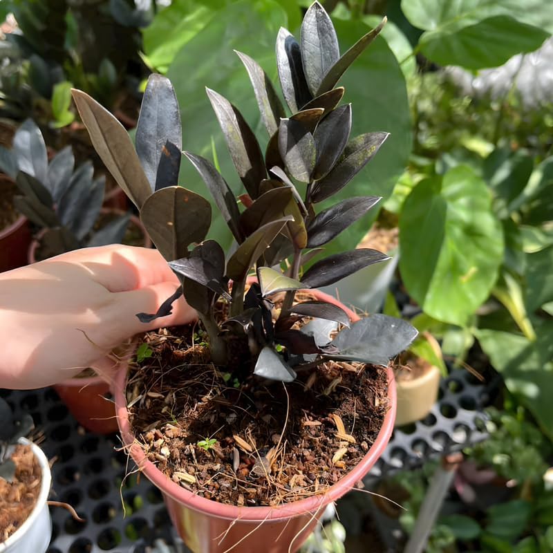 ZZ Plant Live in 6’’ Inch Pot |Black Raven ZZ Plant Live with Glossy Dark Foliage | Easy-Care Zamioculcas for Indoor Rooms, Works Well in Homes, Apartments & Office Settings