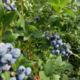 Austin Blueberry Plants Live for Planting - 1 to 2 Feet Tall in 2 Gallon Pot, Fast Growing Blueberries Fruit Trees Live Plants for Patio and Garden (No Ship to CA, HI, AK)