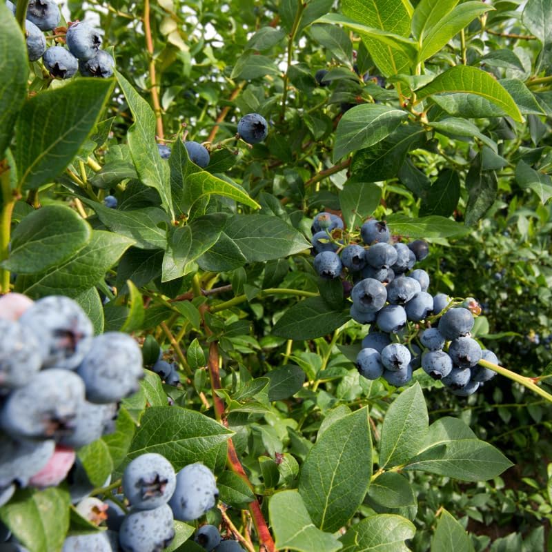 (No Ship to CA,HI,AK) Austin Blueberry Plants Live for Planting - 1 to 2 Feet Tall in 2 Gallon Pot, Fast Growing Blueberries Fruit Trees Live Plants for Patio and Garden