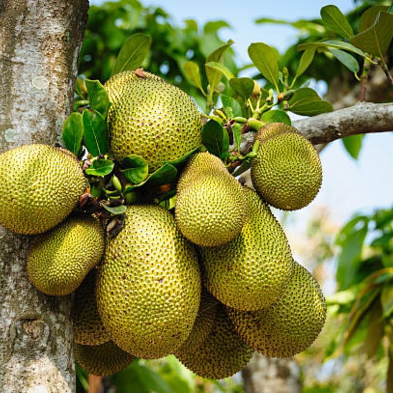 (No Ship to CA,HI,AK) Jackfruit Tree Plant, 3 Feet Size, 3 Gallon Pot, Well-Rooted Tropical Tree, Low Maintenance Fruit Plant for Sunny Outdoor Spots