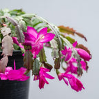 Exotic Red Christmas Cactus Plant Live| 4 to 7 Inch Tall Potted Indoor Decorative Plant for Home & Office | Live Christmas Cactus Plants Houseplants | Christmas Hanging Baskets for Outdoors