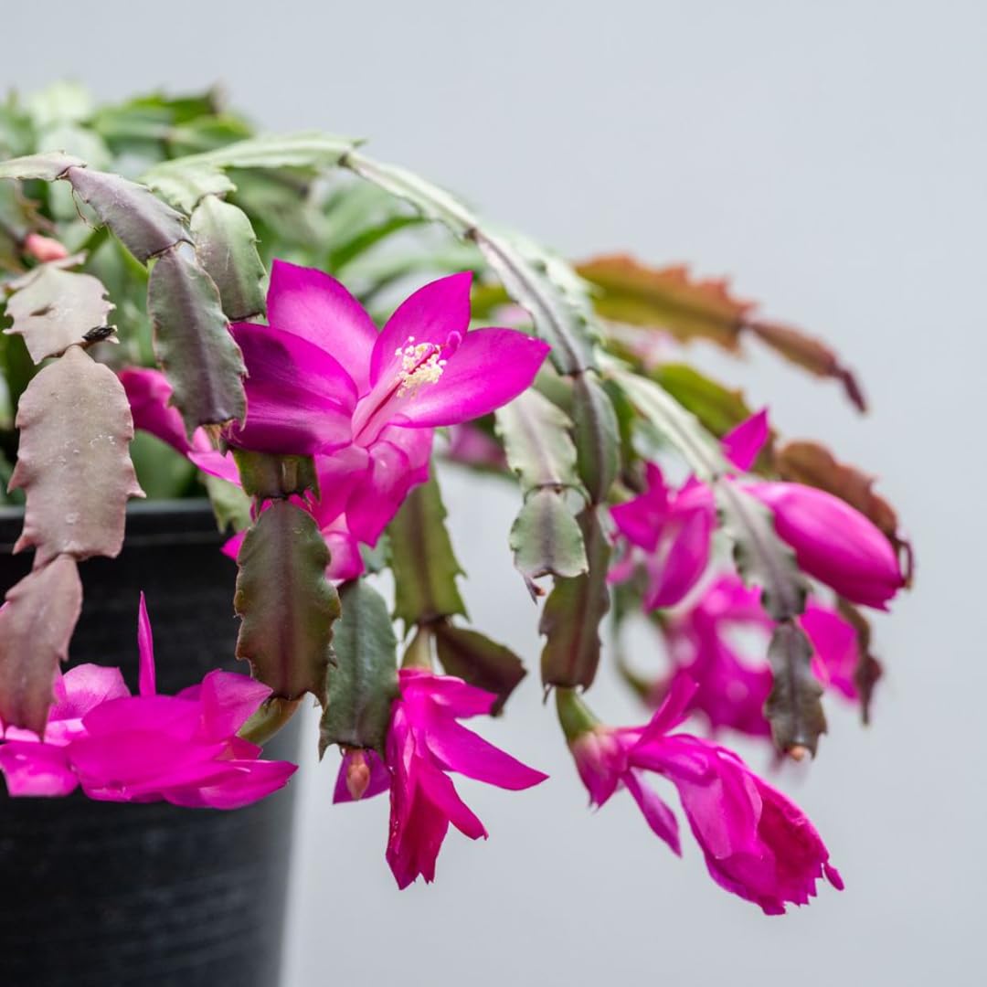 Exotic Red Christmas Cactus Plant Live| 4 to 7 Inch Tall Potted Indoor Decorative Plant for Home & Office | Live Christmas Cactus Plants Houseplants | Christmas Hanging Baskets for Outdoors