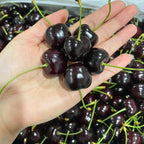 2 Black Cherry Tree Live Plants | Fruit Tree 6–12 Inches Tall | Suitable for Outdoor Garden, Backyard Planting & Landscape Use