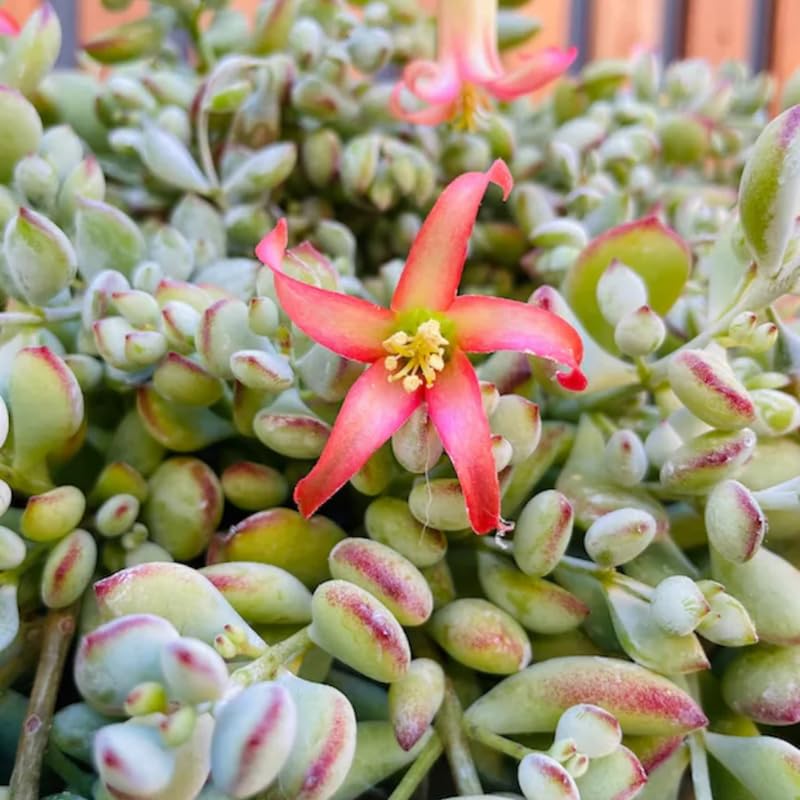 Cotyledon Pendens Succulent Plant Live | 4 Inch Pot Rare Trailing Variety Houseplant for Indoor Growing and Collections