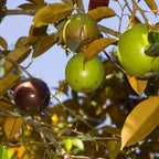 Green Star Apple Caimito Tree Live | 30 – 36 Inches Tall | Easy to Grow | Green Fruit with Sweet Flavor | Easy to Grow Tropical Tree for Home Gardens & Backyards | No Ship to CA,HI,AK