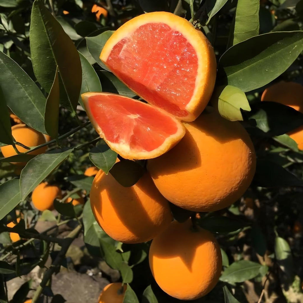 Hamlin Orange Tree for Planting | 2.5–3 Ft Live Citrus Plant | Easy-Grow Edible Fruit Tree for Home Gardens & Patios | No Ship to CA,HI,AK